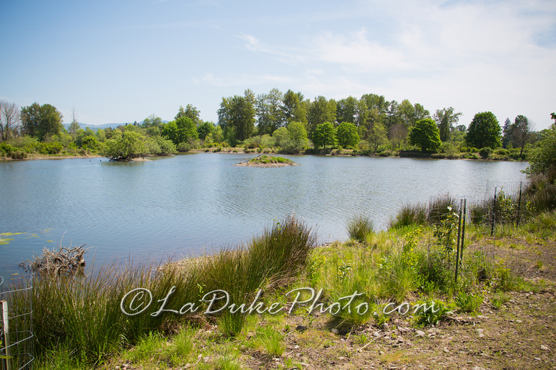 Delta Ponds – Bird Watching and Nature Walk