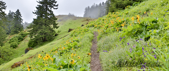 Tire Mountain – Hiking & Wildflower Meadows