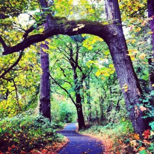 fall colors along the river path eugene oregon